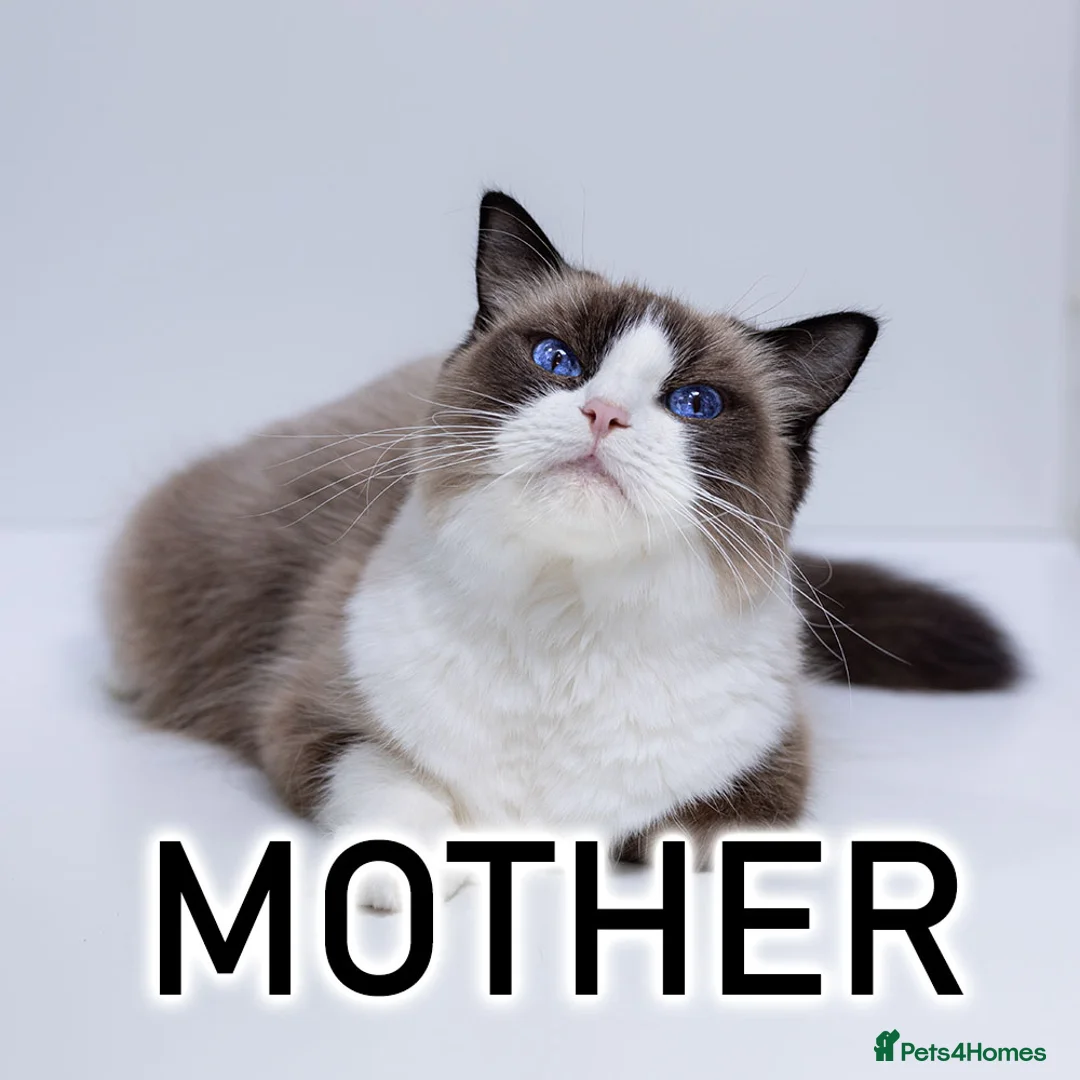 Ragdoll cats for sale: Champion Ragdoll Girl Saphire SHOW-BREED - Advert 2