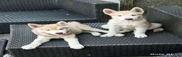Siberian Husky dogs for sale: Beautiful Siberian husky all boys ready to go - Advert 3