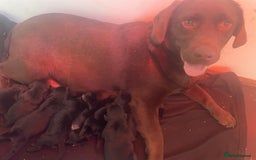 Springador dogs for sale: Beautiful Springador Puppies  - Advert 18