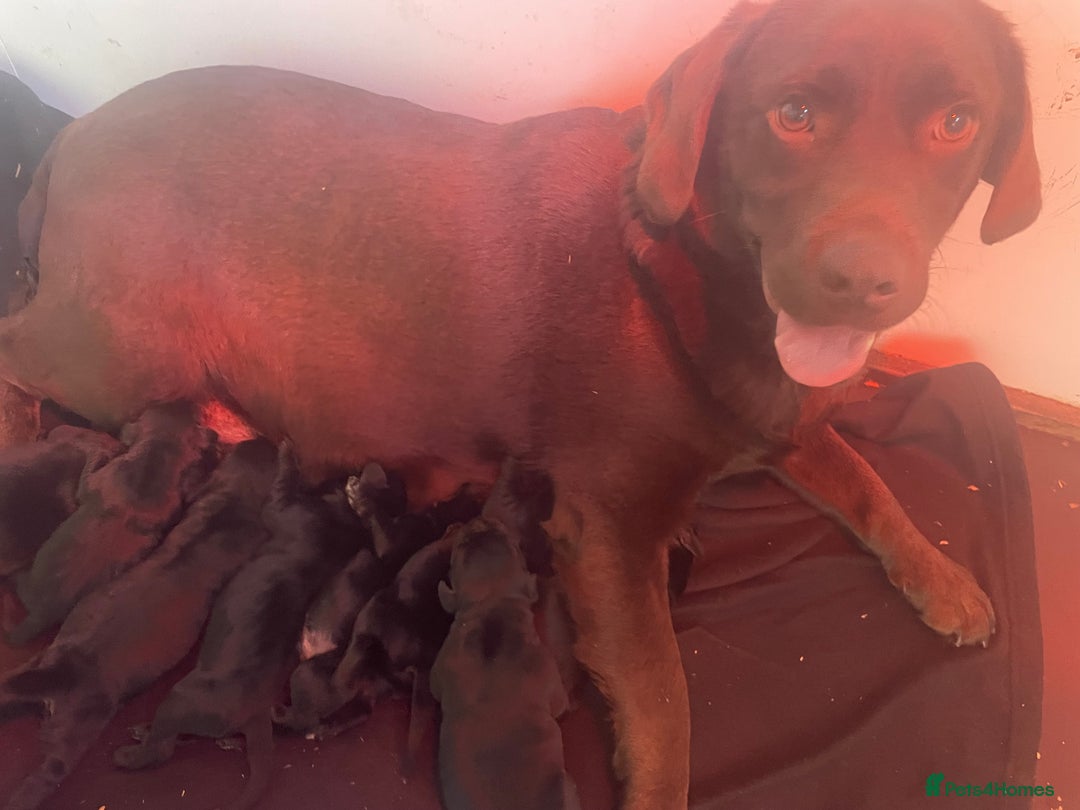 Springador dogs for sale: Beautiful Springador Puppies  - Advert 18