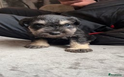 Miniature Schnauzer dogs for sale: Miniature Schnauzer Puppies - Image 8