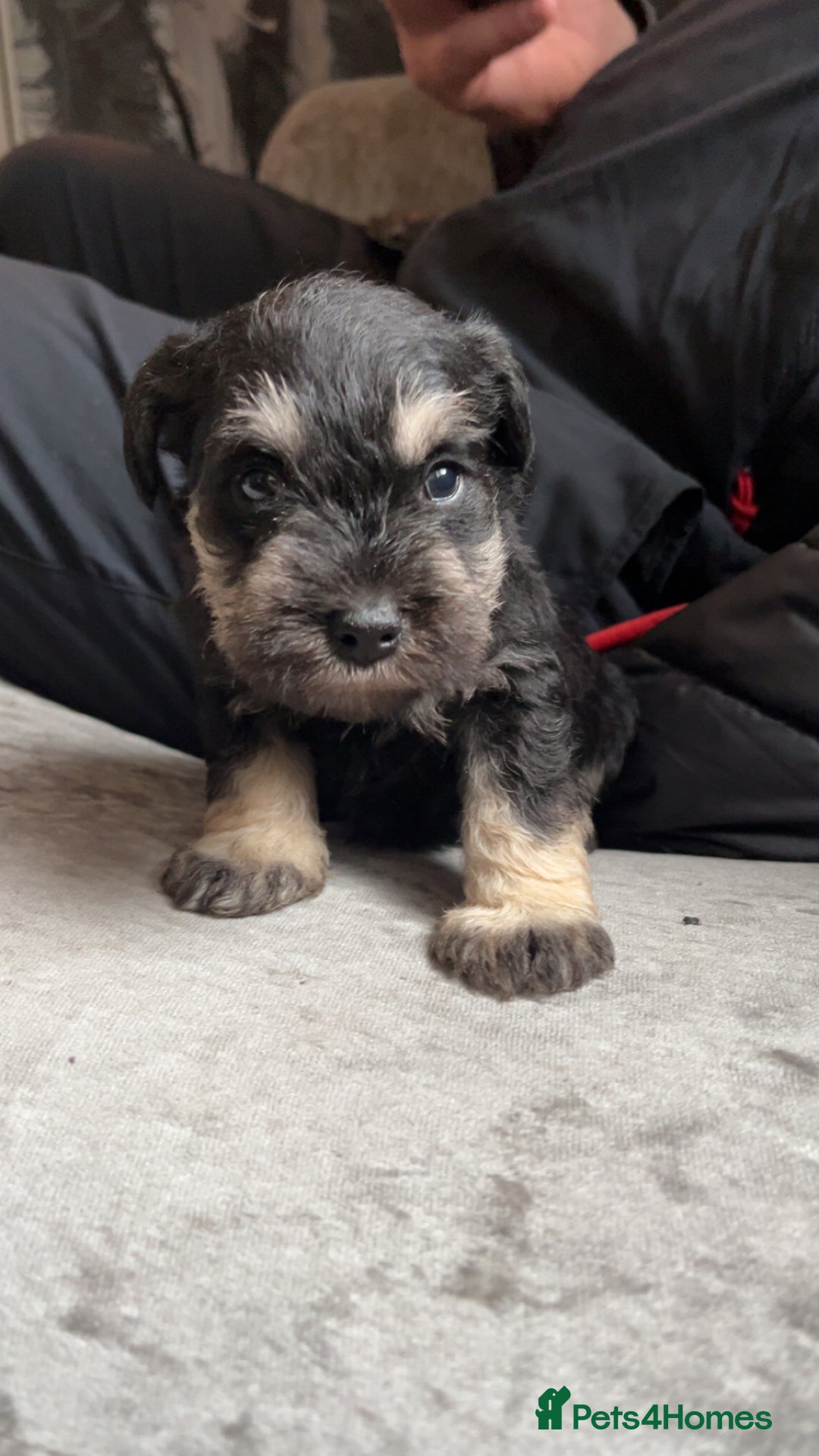 Miniature Schnauzer dogs for sale: Miniature Schnauzer Puppies - Image 8