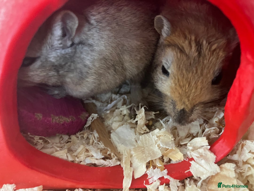 Gerbil rodents for sale: 2 female gerbils by blood sisters  - Advert 13