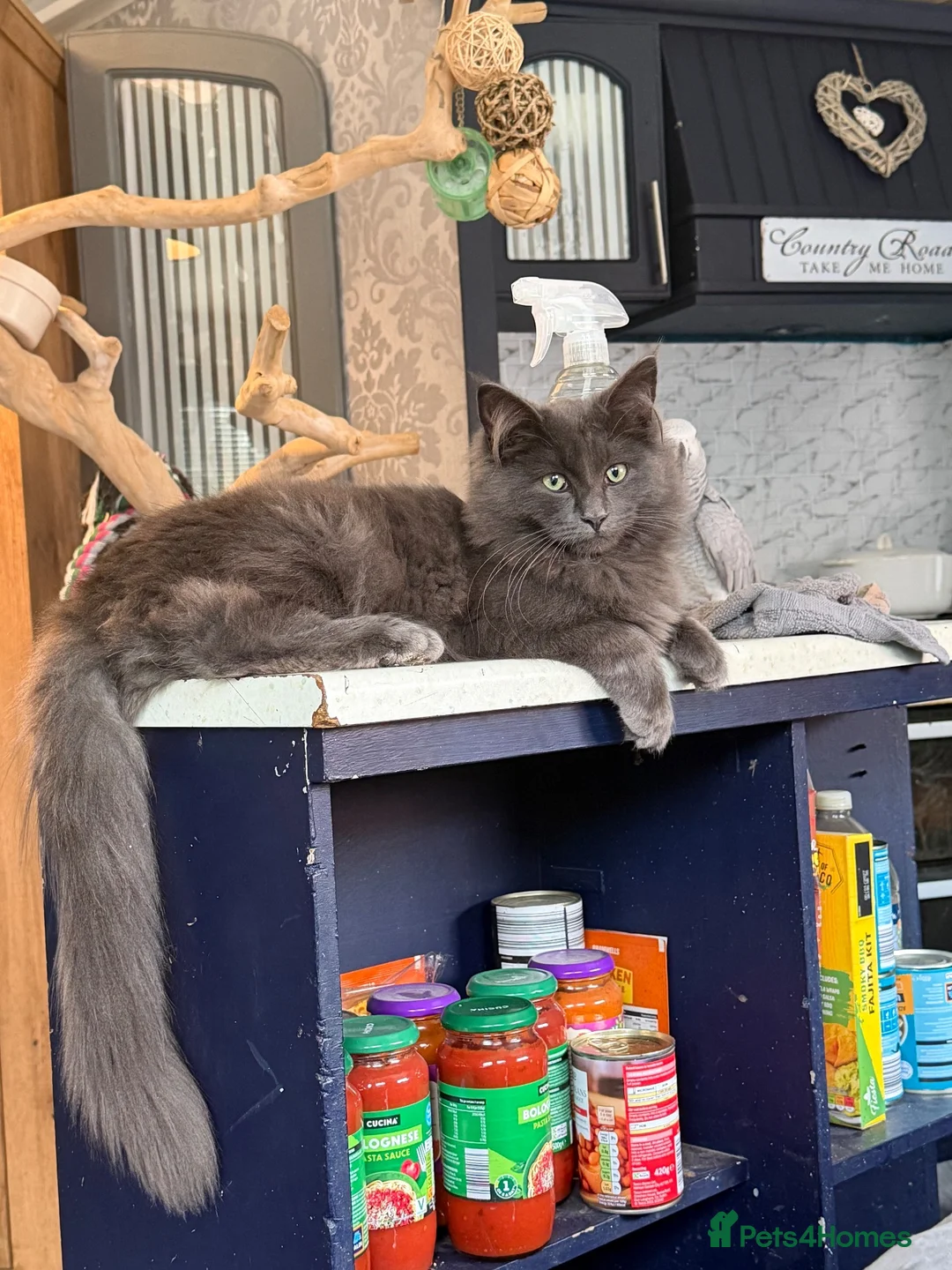 Maine Coon cats for sale: Maine coon x ragdoll kittens  - Advert 2
