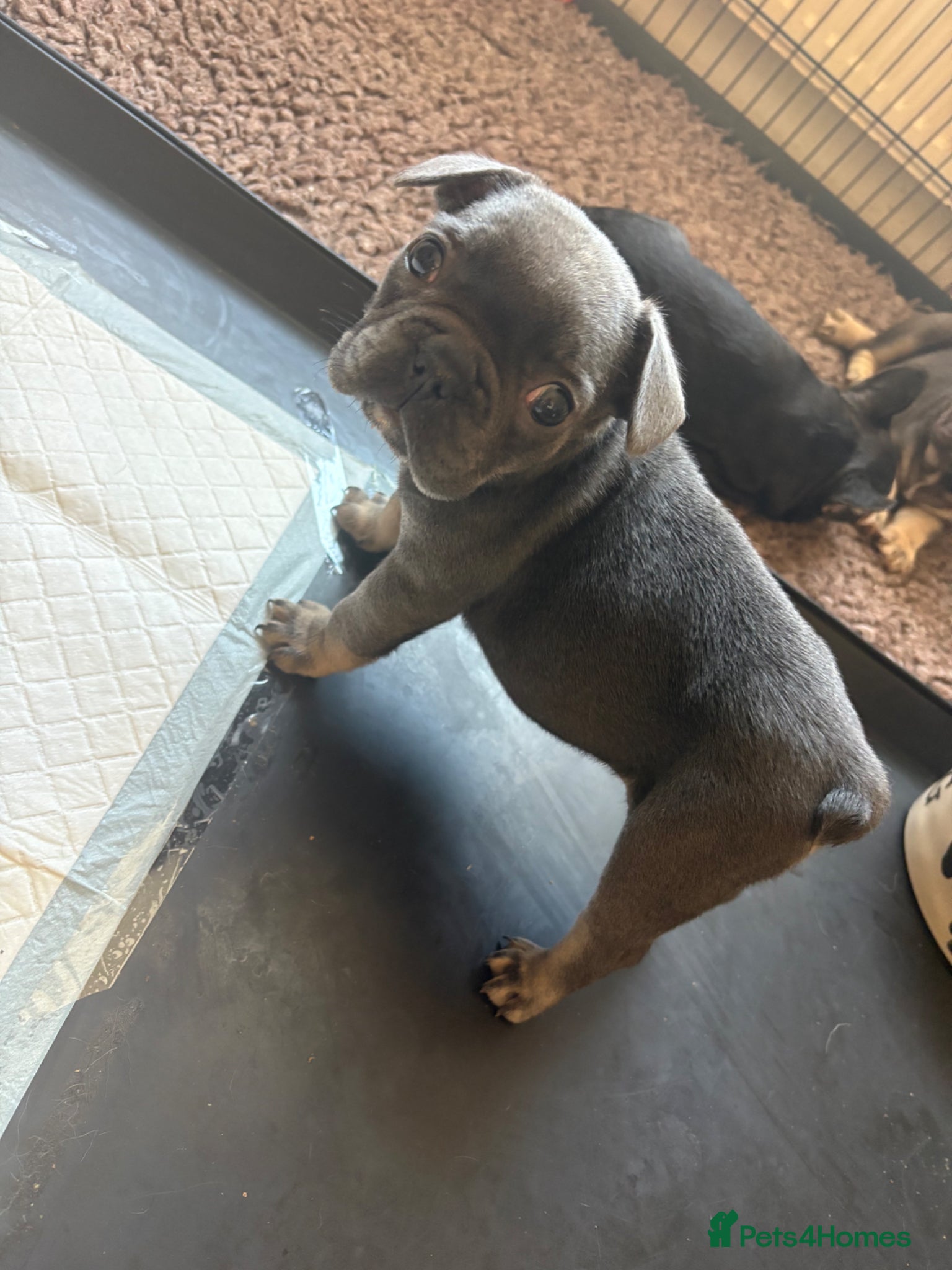 French Bulldog dogs Stunning French bulldogs  - Advert 14