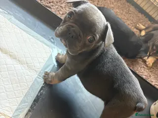 French Bulldog dogs Stunning French bulldogs - Advert 14