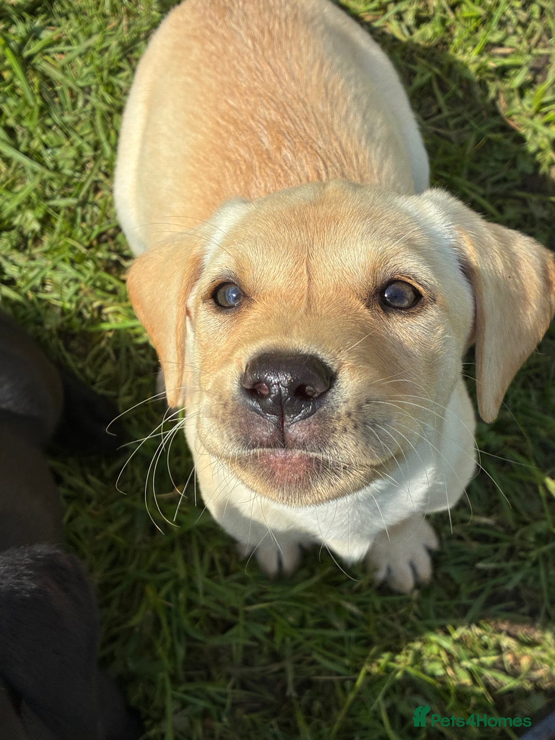 Labrador Retriever dogs for sale: KC registered fully health tested Labrador puppies in Biggar - Image 4