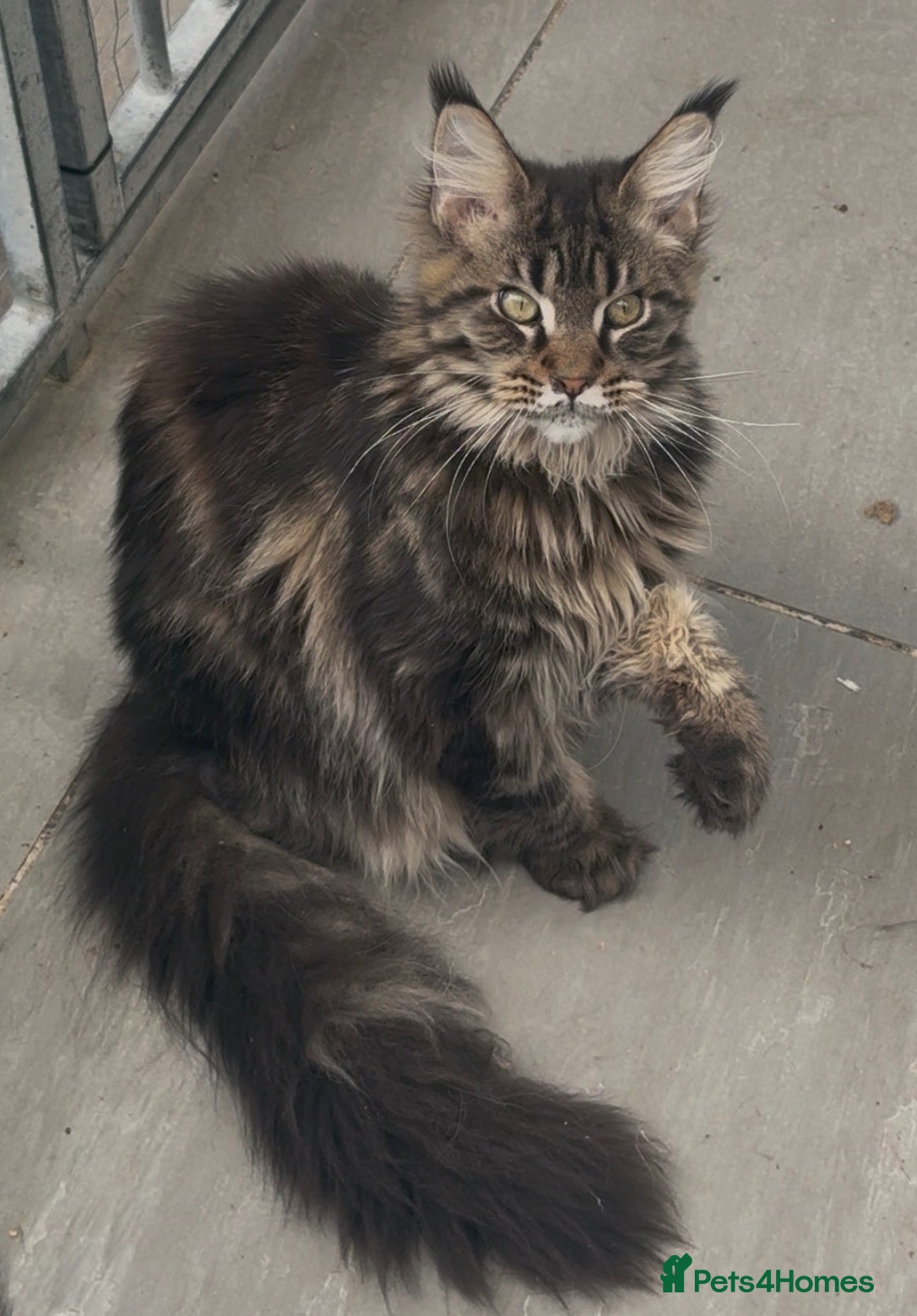 Maine Coon cats XL maine coon tabby,black girls looking new home - Advert 9