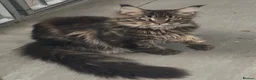 Maine Coon cats for sale: XL maine coon tabby,black girls looking new home - Advert 1