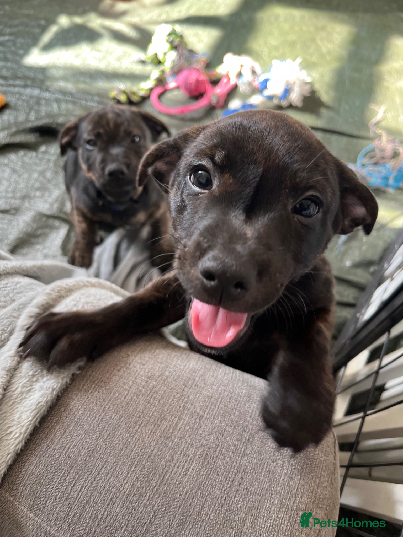 Mixed Breed dogs Staffordshire Sausage Puppies - Advert 18