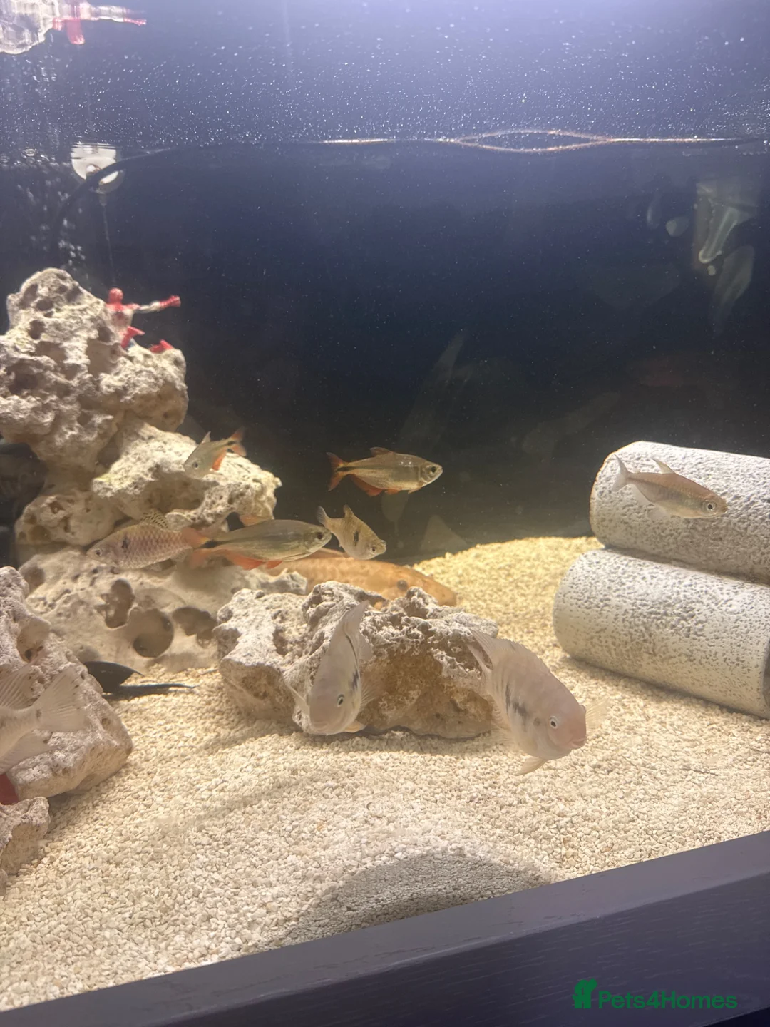 Cichlids fish for sale: Fish for sale in Milton Keynes - Advert 2