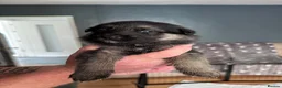 German Shepherd dogs for sale: 11 beautiful German Shepard  in Ebbw Vale - Advert 22