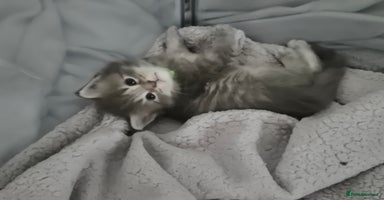 Maine Coon cats - Advert 13