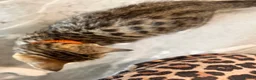 Bengal cats for sale: Beautiful Kittens ready for forever homes. - Advert 37