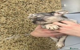 French Bulldog dogs for sale: Beautiful French bulldog puppies  - Image 35