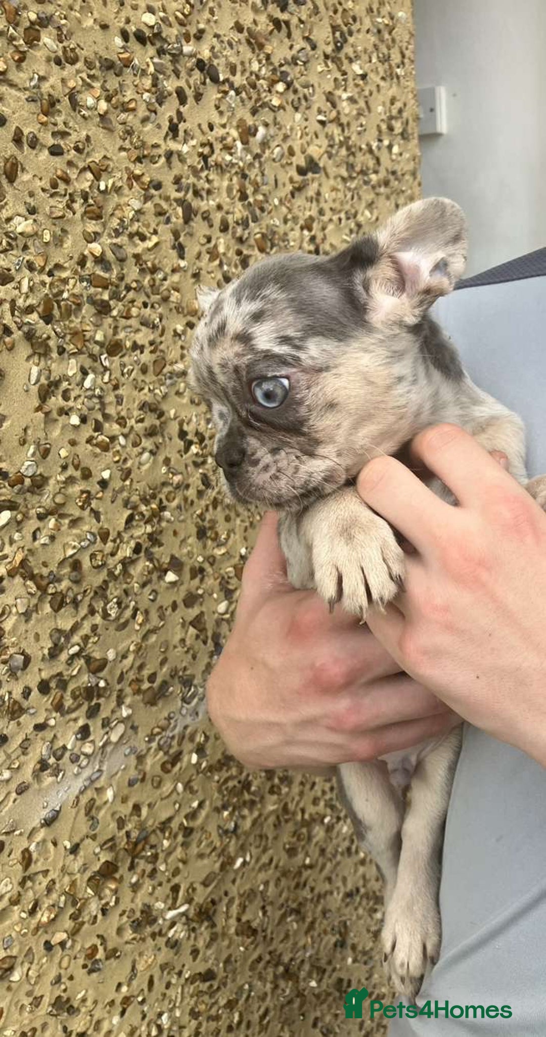 French Bulldog dogs for sale: Beautiful French bulldog puppies  - Image 35