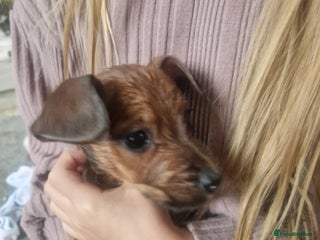 Mixed Breed dogs - Advert 1