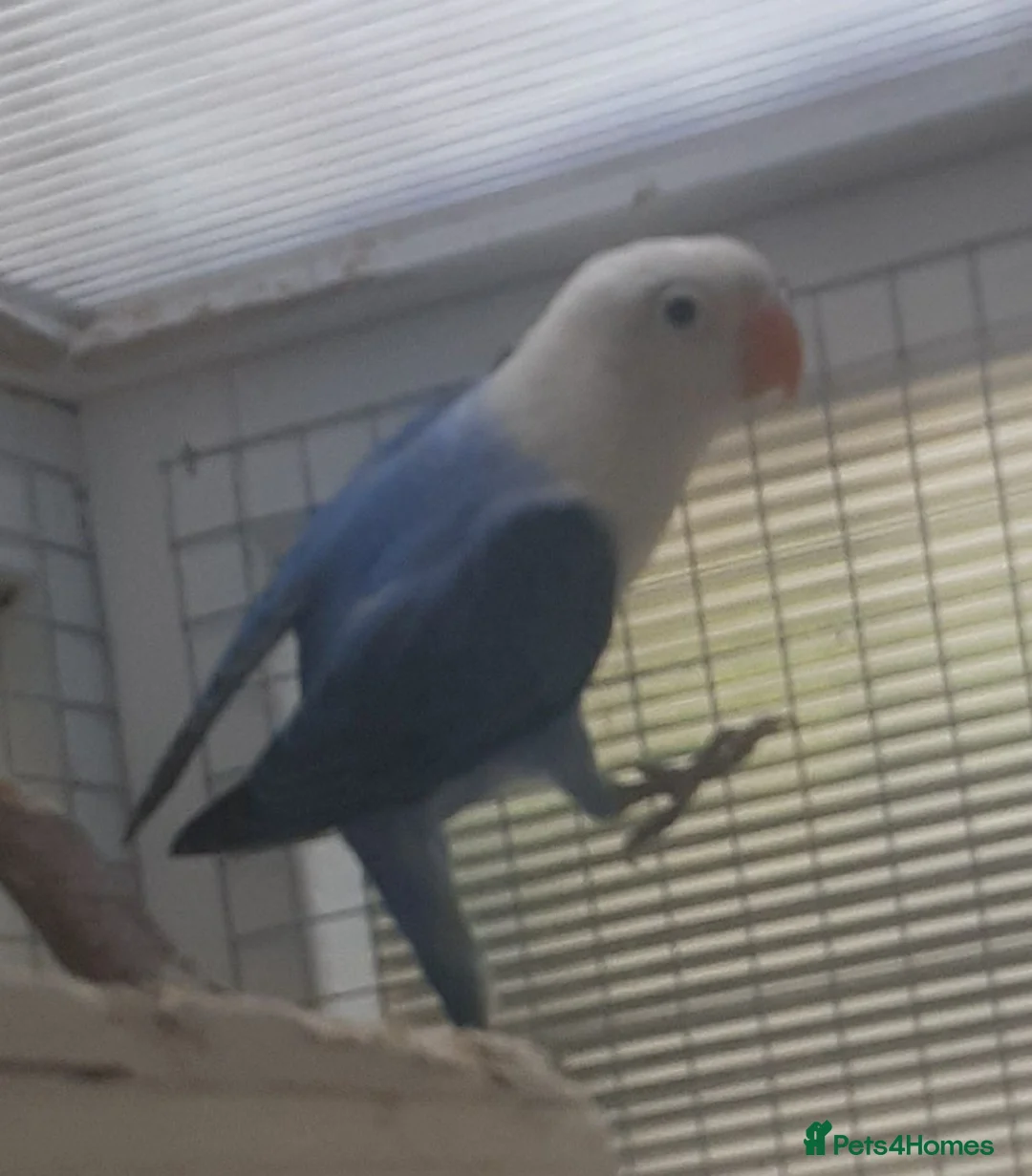 Lovebirds birds for sale: Young lovebirds unsexed, untamed - Advert 2