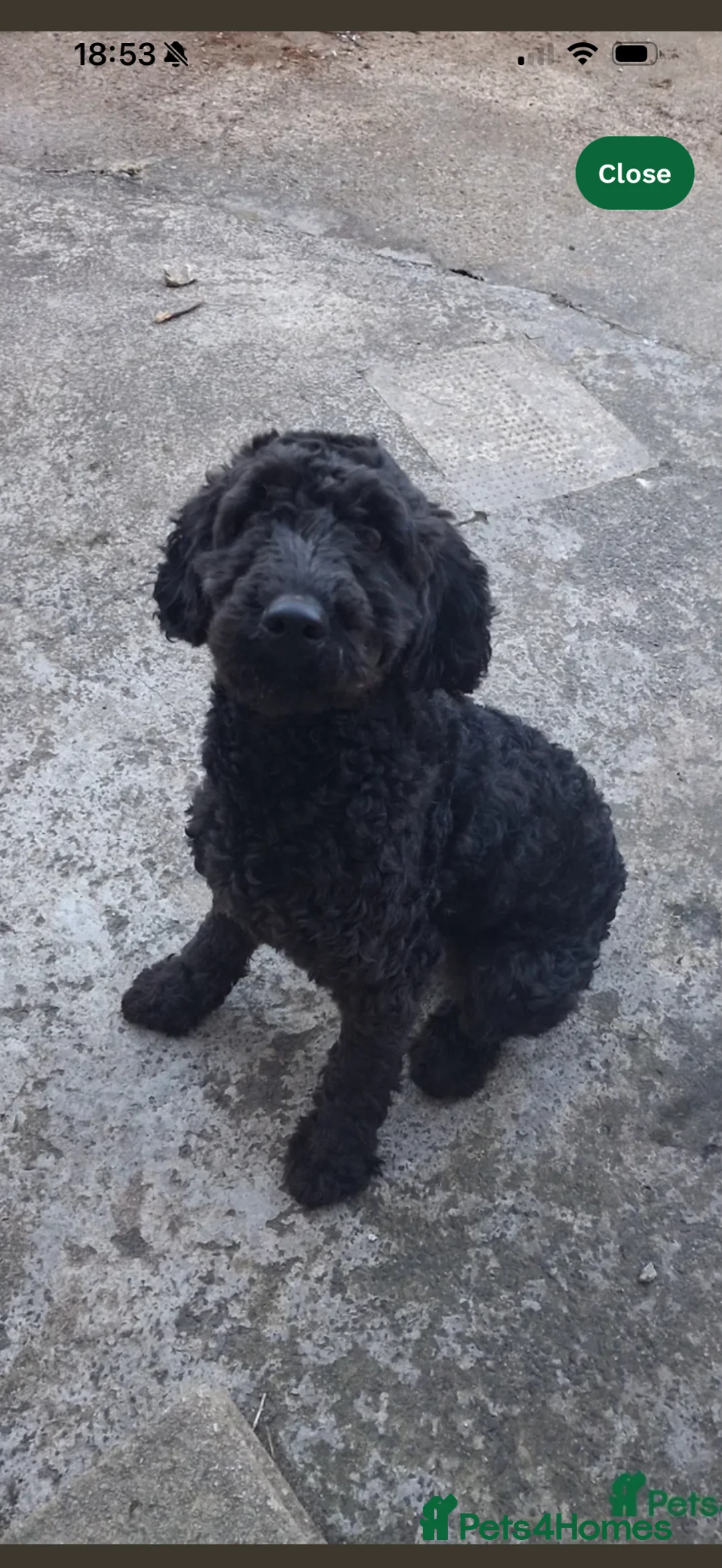 Cockapoo dogs for sale: Beautiful female cockapoo - Advert 2