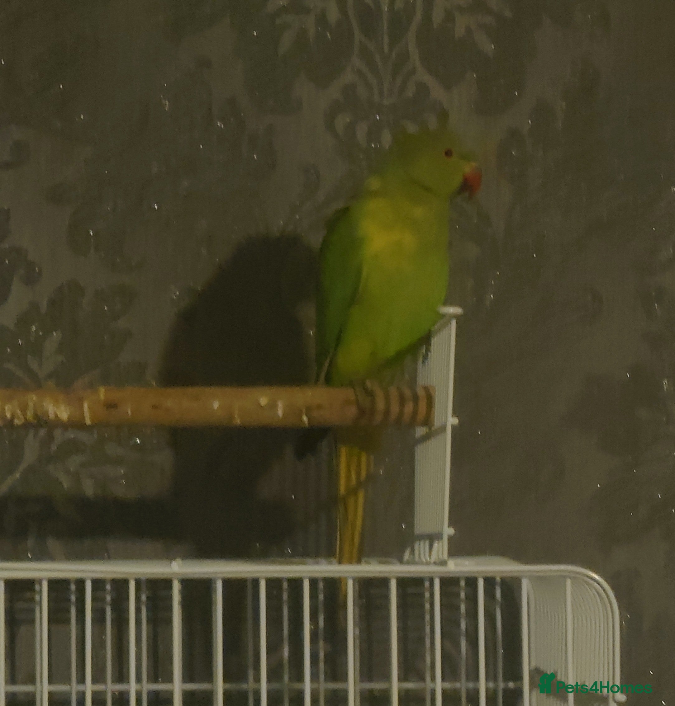 Ringnecks birds Ringneck read description  - Advert 2