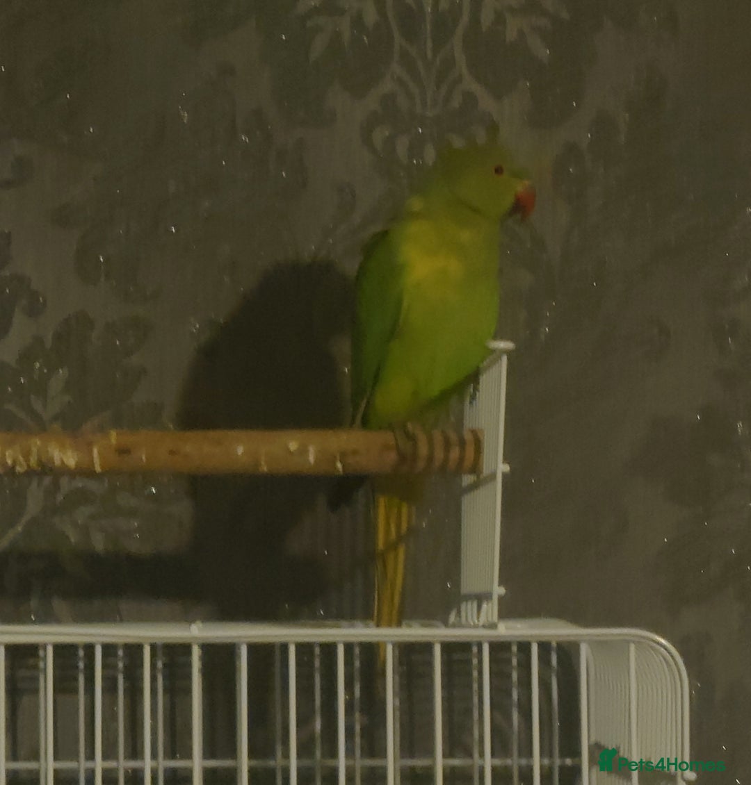 Ringnecks birds for sale: Ringneck read description  - Advert 1