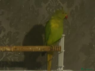 Ringnecks birds Ringneck read description - Advert 1