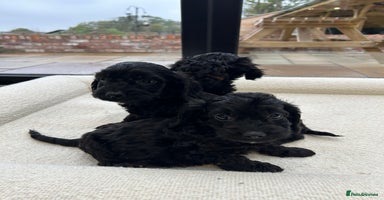 Cockapoo dogs - Advert 15