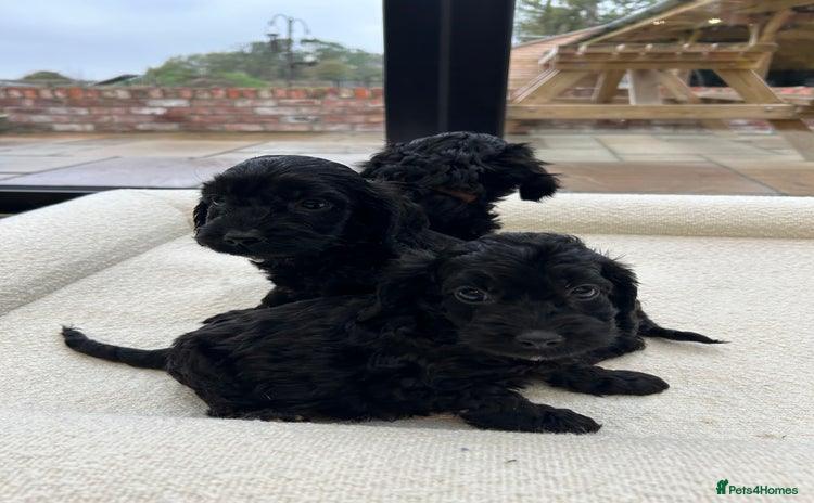 Cockapoo dogs - Advert 2