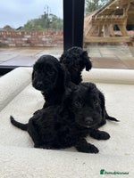 Cockapoo dogs - Advert 4