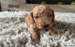 Cockapoo dogs for sale: ⭐️F1B cockapoo puppies⭐️ - Image 7