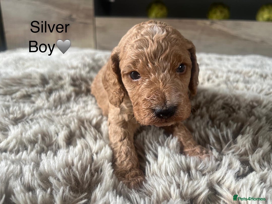 Cockapoo dogs for sale: ⭐️F1B cockapoo puppies⭐️ - Image 7