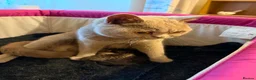 British Shorthair cats for sale: British Shorthair X Bengal Kittens - Advert 10