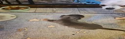 Chiweenie dogs for sale: Chihuaha X Dachshund - Advert 13