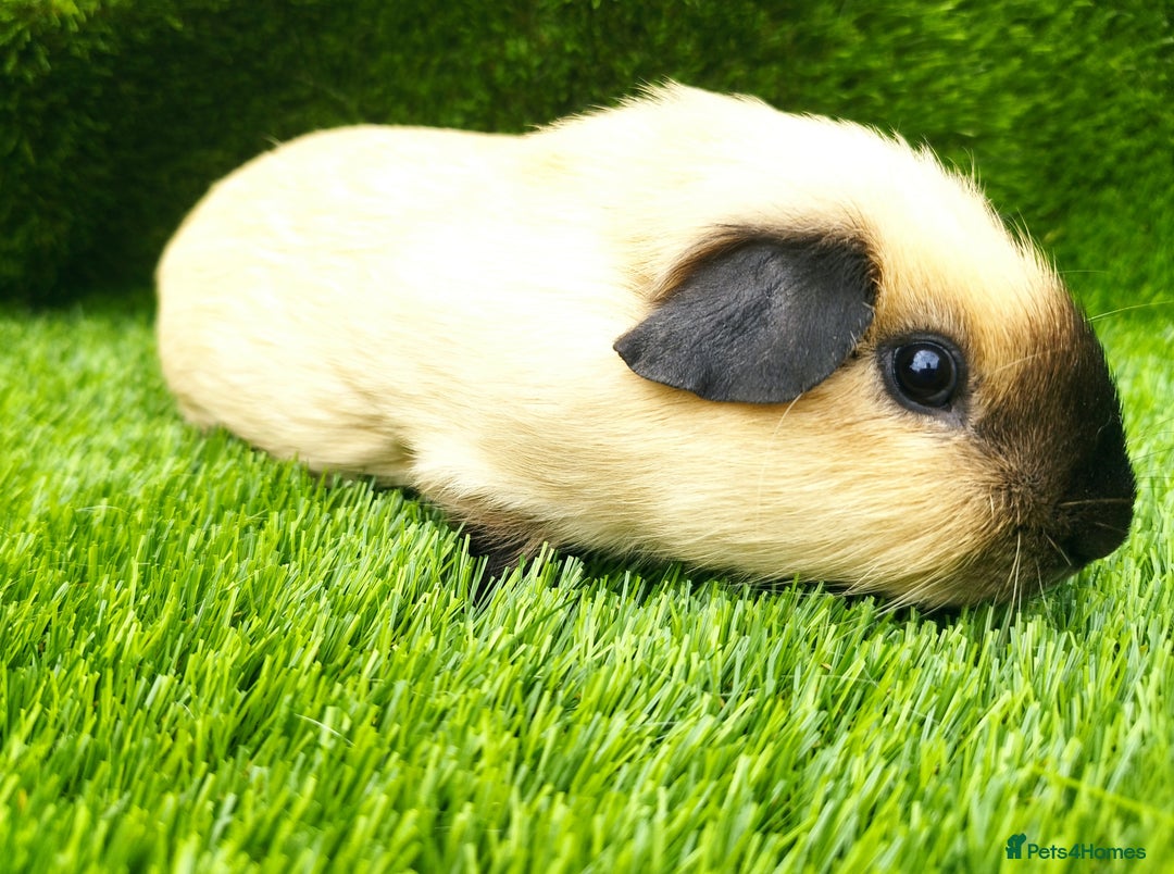 Guinea Pig rodents for sale: 2 Cream California Boars  - Image 2