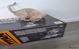 Burmese cats for sale: Registered burmese kittens available.  - Image 14