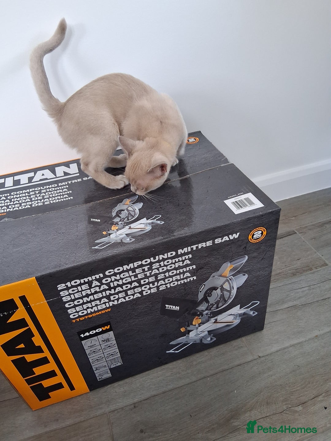 Burmese cats for sale: Registered burmese kittens available.  - Image 14