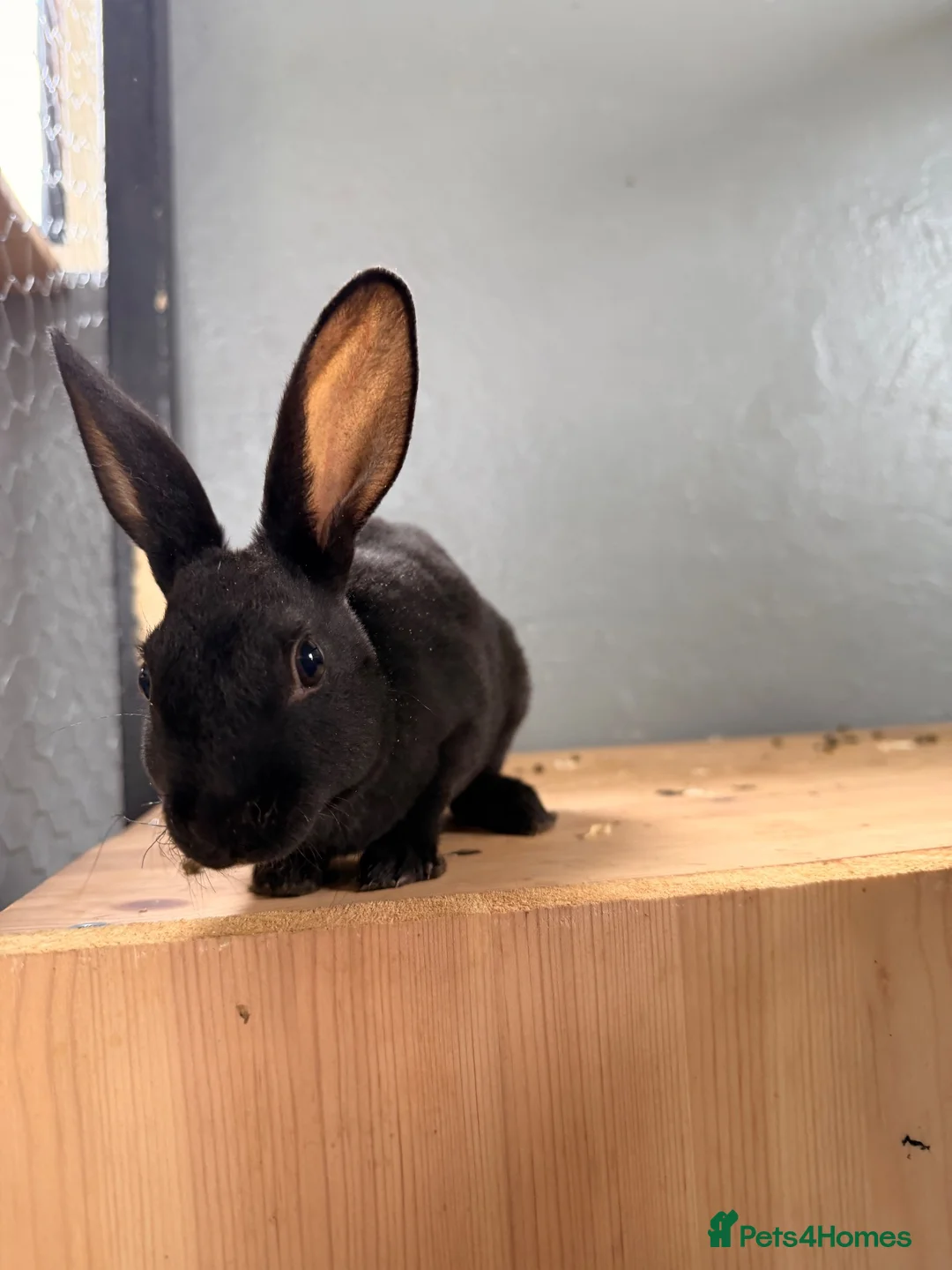 Rex rabbits for sale: Rex rabbits  - Advert 2