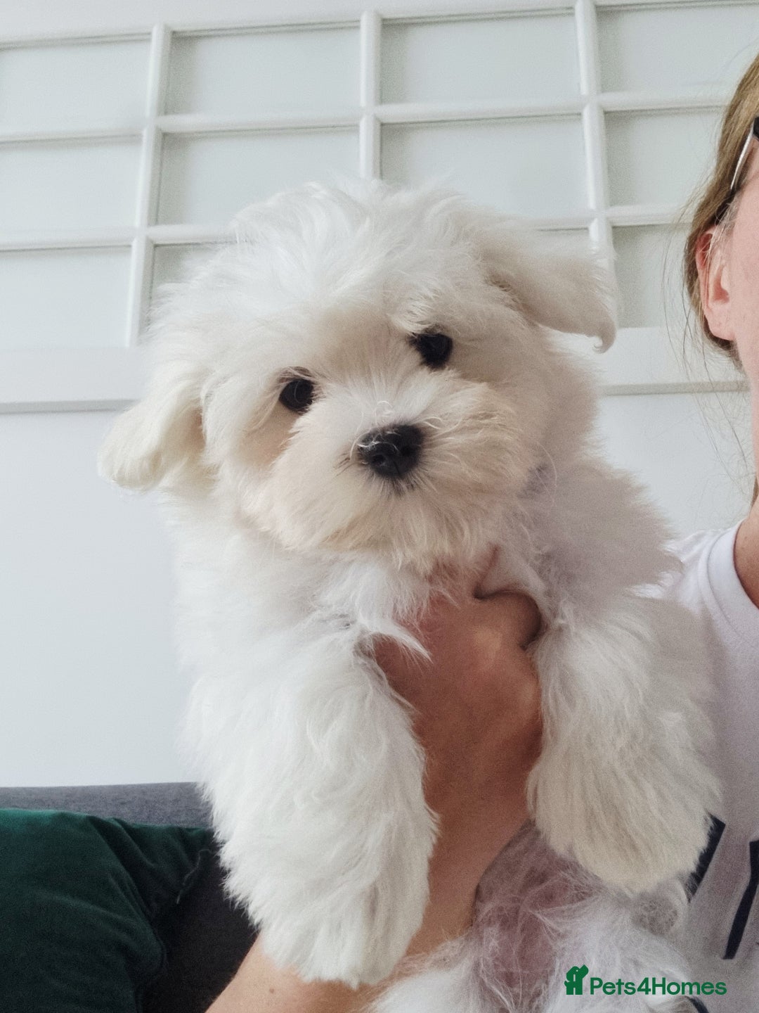Maltese dogs for sale: One Maltese boy  100% pure breed   - Image 10