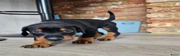 Dobermann dogs for sale: Gorgeous Full Pedigree Doberman puppies for sale  in Hull - Advert 22