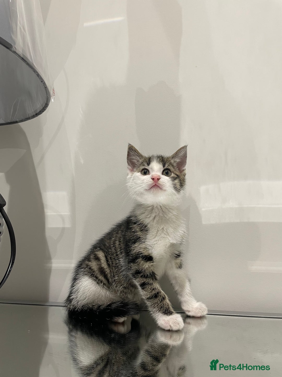 Mixed Breed cats for sale: Beautiful kittens ready to go now  - Advert 10