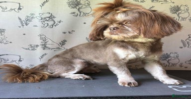 Shih Tzu dogs - Advert 6