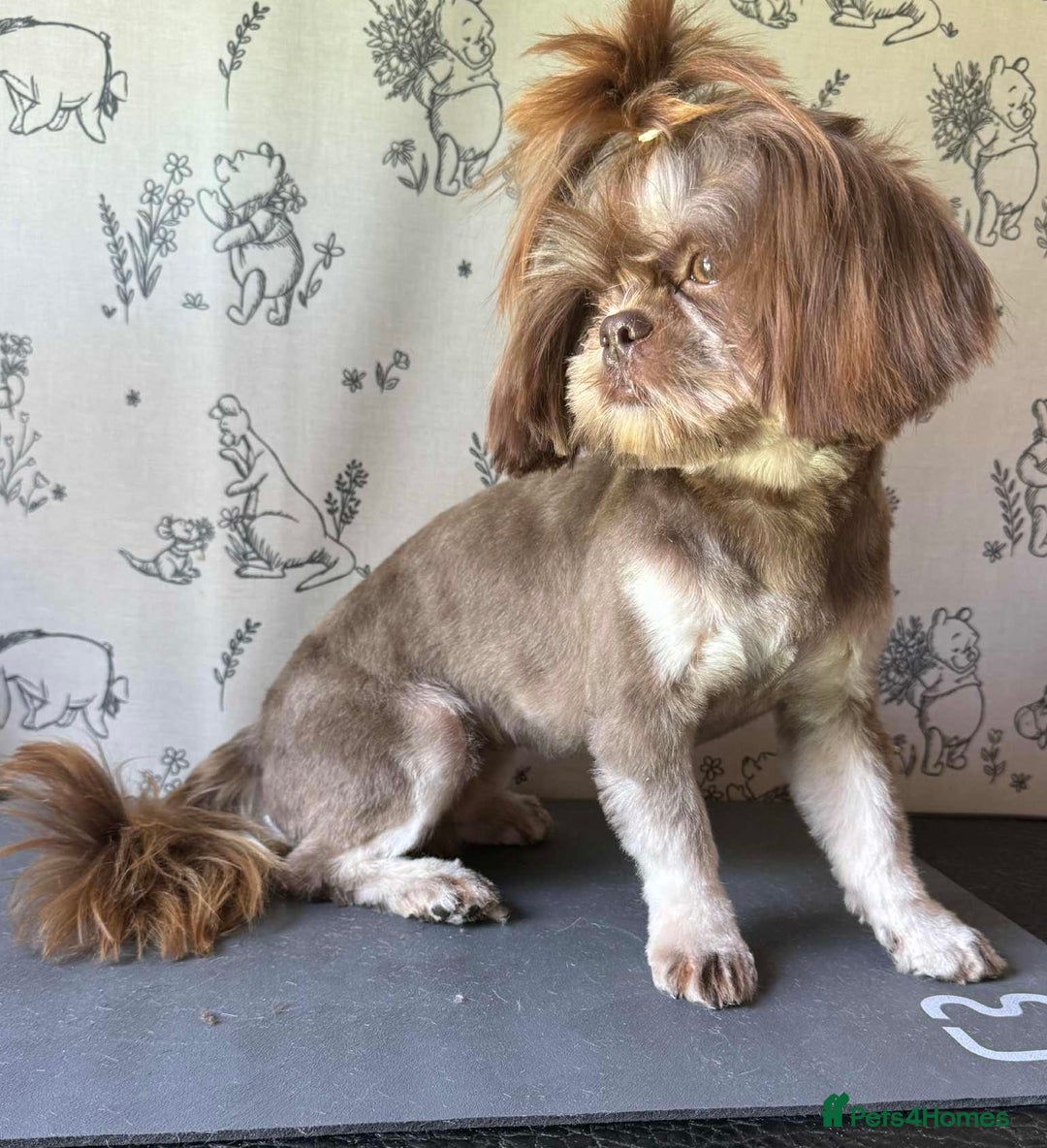 Shih Tzu dogs for stud: BAILEY. Choc dobie carries blue  - Image 2