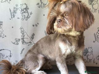 Shih Tzu dogs BAILEY. Choc dobie carries blue - Advert 5