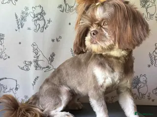 Shih Tzu dogs BAILEY. Choc dobie carries blue - Advert 2