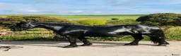 Fell horses for sale: Registered Fell Linnel Brackenbank Greenholme line in Rochdale - Advert 6