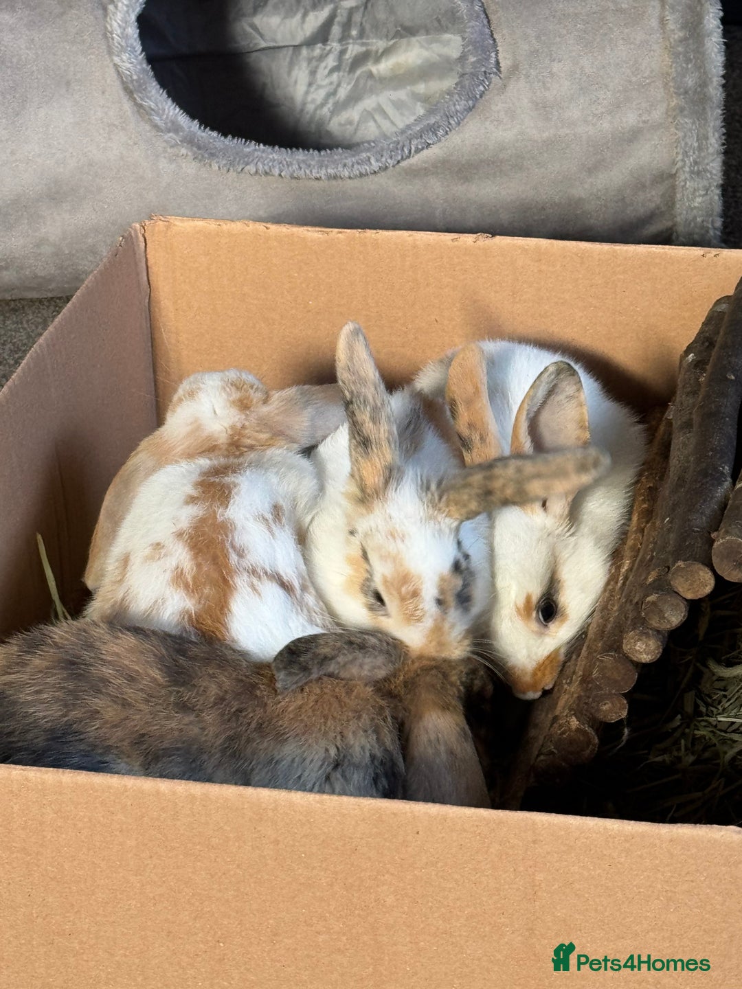 English rabbits for sale: Rabbits for rehoming  - Advert 9