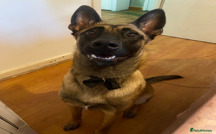 Belgian Shepherd Dog dogs - Advert 4