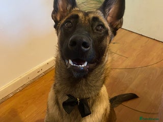 Belgian Shepherd Dog dogs - Advert 28