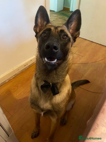 Belgian Shepherd Dog dogs - Advert 15