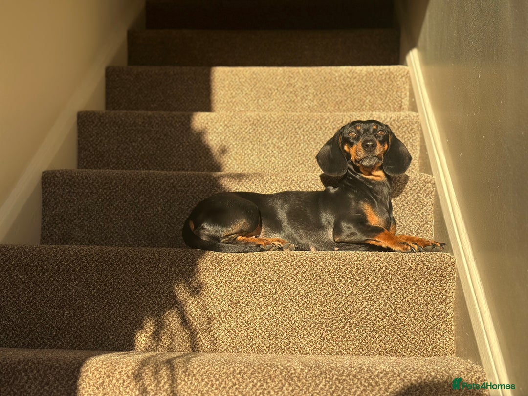 Miniature Dachshund dogs for sale: Miniature Smooth Haired Dachshund Puppies  - Advert 8